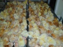Fertile hatching and Fresh table Chicken Eggs for sale