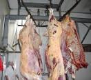 HALAL  FRESH  / FROZEN   MEAT  OF BEEF/COW
