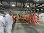 Beef meat/Brazil cow meat/ fresh beef meat/fresh beef flesh/frozen beef meat and flesh/beef casses