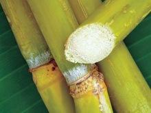 Brazilian Refined Sugar ICUMSA-45