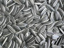 Confectionary Sunflower Seeds