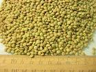 High Quality Lentiles/Red Lentiles/Green lentiles