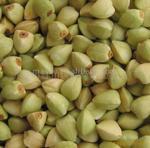 green buckwheat