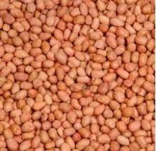  Groundnut   Kernels 