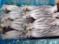  Frozen   Squid   Tentacle s/ Squid  Head