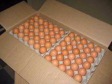 2015  WHITE  EGGS, BROWN FRESH EGGS/ CHICKEN / FILLET !!! Top Supplier !!!