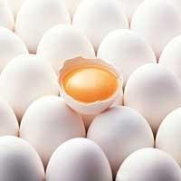 Fresh White and Brown Chicken Eggs from Brazil