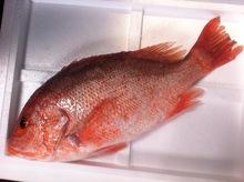 FROZEN RED SNAPPER FISH