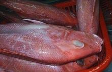 Fresh and Frozen Red Snapper Fish