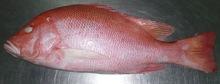 Red snapper