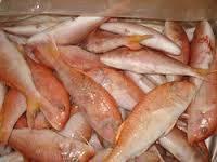 FROZEN RED MULLET WHOLE ROUND