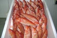 Red Mullet