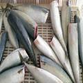 Pacific Mackerel HG Fish Frozen Spanish Mackerel