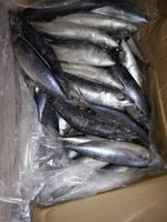 Dried and Frozen Horse Mackerel Fish/Frozen Squid/Salmon Fish/Frozen Fish