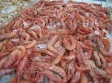 red shrimp