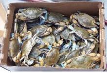  Frozen   Blue   Swimming   Crab 