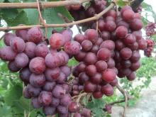 Chinese sweet  fresh   red   grape 
