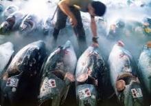 tuna  fish , alaska  poddock
