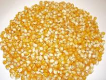 INDIAN YELLOW MAIZE CORN
