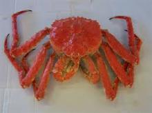Live and Frozen king crab for Sale