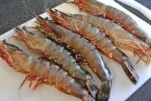 Frozen and Live  tiger   prawn s