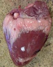 Fresh  Frozen  Brazilian  Beef  Clod  Heart 