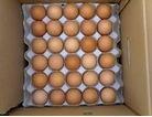 Fresh Eggs for exports
