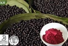 Acai berry Extract Acai Powder  Proanthocyanidins 