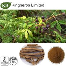 Acanthopanax gracilistylus Extract: Eleutherosides 0.8%