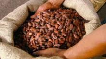  Cocoa   Beans 