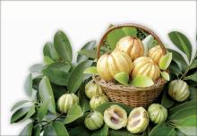 garcinia cambogia extract,slimming garcinia cambogia,garcinia cambogia powder