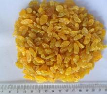 TOP GRADE GOLDEN RAISINS