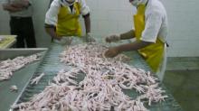 Frozen Chicken Feet, Wings, Paws, Legs, Backs