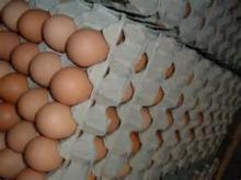 POULTRY   EGGS , CHICKEN  EGGS 