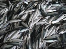  FROZEN   MACKEREL  FISH  SCOMBER   JAPONI CUS