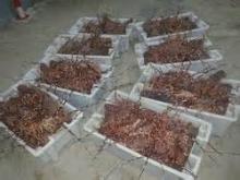 Copy of Lobsters , Crabs, Shrimps