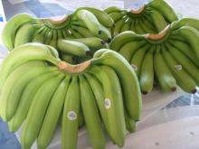 CAVENDISH BANANA