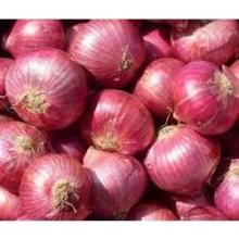 RED ONION