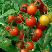 TOMATO