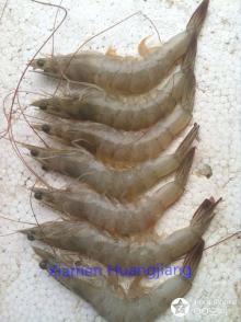 Vannamei   Shrimp   HOSO 