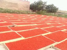 Hot selling good quality dried goji berry