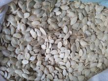 Wholesale  pumpkin   seed s,  pumpkin  kernels in competitive price
