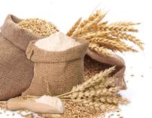 Milling wheat / Durum wheat / Wheat Flour