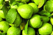Fresh Guava Fruit