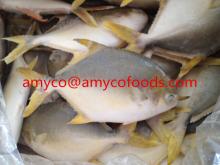 Golden Pompano/pomfret good quality