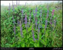 Coleus forskohlii Extract