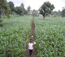 Non GMO Yellow / Red / White Maize Corn Available