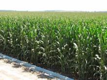 Yellow Corn #2 or better