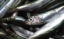 Frozen Fresh Sardines,Catfish, StockfishEl fish,..