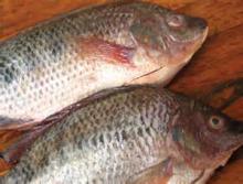 China Origin Tilapia Feezed Fish